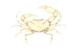 Chaceus turikensis imagen 01.jpg