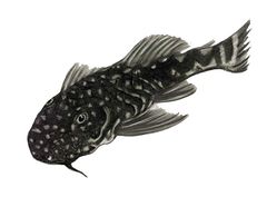 Chaetostoma guairense imagen 01.jpg