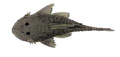 Chaetostoma pearsei imagen 01.jpg