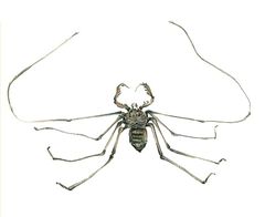 Charinus tronchonii imagen 01.jpg