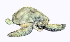 Chelonia mydas imagen 01.jpg
