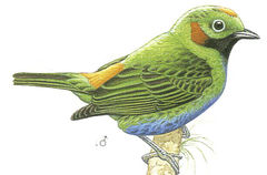 Chlorochrysa calliparaea imagen 01.jpg