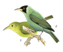 Chlorophanes spiza imagen 01.jpg