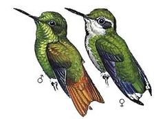 Chlorostilbon russatus imagen 01.jpg