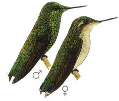 Chlorostilbon stenura imagen 01.jpg