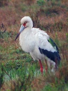 Ciconia maguari imagen 01.jpg