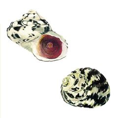 Cittarium pica imagen 01.jpg