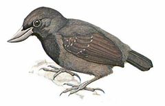 Clytoctantes alixii imagen 01.jpg