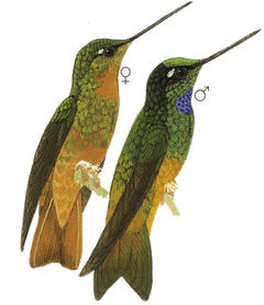 Coeligena bonapartei imagen 01.jpg