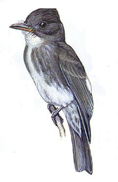 Contopus cooperi imagen 01.jpg