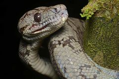 Corallus hortulanus imagen 01.jpg