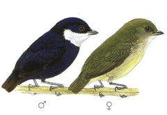 Corapipo leucorrhoa imagen 01.jpg