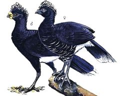 Crax daubentoni imagen 01.jpg