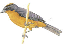 Creurgops verticalis imagen 01.jpg