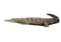 Crocodylus acutus imagen 01.jpg