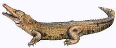 Crocodylus intermedius imagen 01.jpg
