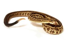 Crotalus durissus imagen 01.jpg