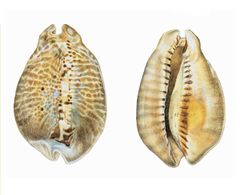 Cypraea mus imagen 01.jpg