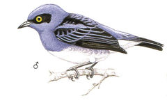 Dacnis albiventris imagen 02.jpg