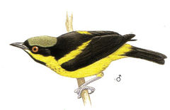 Dacnis flaviventer imagen 01.jpg