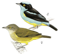 Dacnis lineata imagen 01.jpg