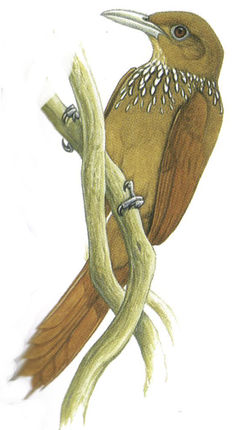 Dendrexetastes rufigula imagen 01.jpg