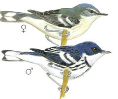 Dendroica cerulea imagen 01.jpg