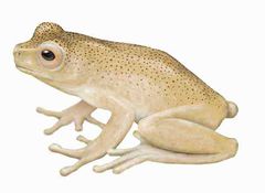 Dendropsophus amicorum imagen 01.jpg