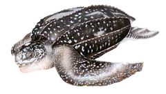 Dermochelys coriacea imagen 01.jpg