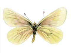 Diaphanos curvignathos imagen 01.jpg