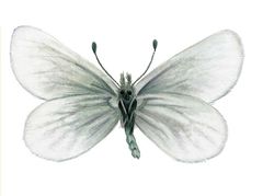 Diaphanos huberi imagen 01.jpg