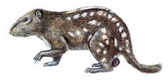 Dinomys branickii imagen 01.jpg