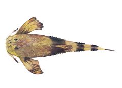 Dupouyichthys sapito imagen 01.jpg