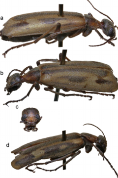 Epicauta falcolarandina.png