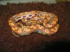 Epicrates cenchria imagen 01.jpg