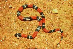 Erythrolamprus aesculapii imagen 01.jpg