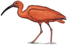 Eudocimus ruber imagen 01.jpg