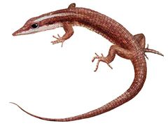 Euspondylus monsfumus imagen 01.jpg