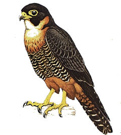 Falco deiroleucus imagen 01.jpg