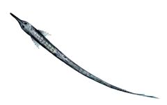 Farlowella martini imagen 01.jpg