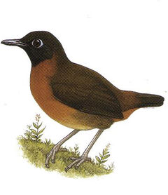 Formicarius rufipectus imagen 01.jpg