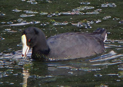 Fulica caribaea imagen 01.jpg