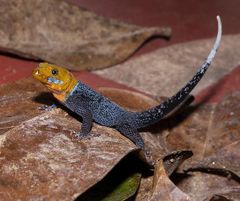 Gonatodes albogularis imagen 01.jpg