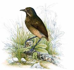 Grallaria chtonia imagen 01.jpg