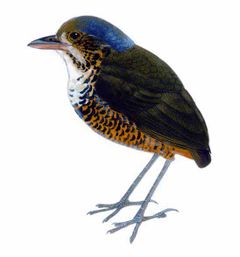 Grallaria excelsa imagen 01.jpg