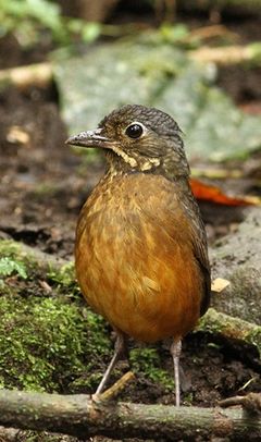 Grallaria guatimalensis imagen 01.jpg