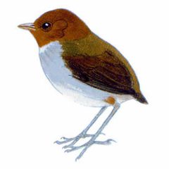 Grallaricula cucullata imagen 01.jpg