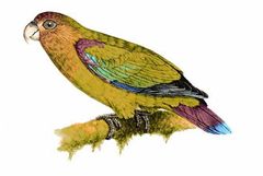 Hapalopsittaca amazonina imagen 01.jpg