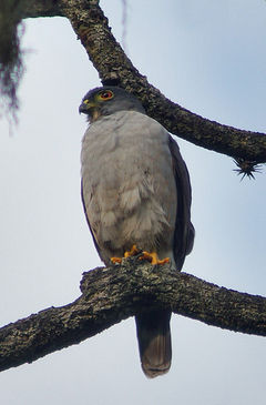 Harpagus diodon imagen 01.jpg