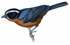 Hemispingus goeringi imagen 01.jpg